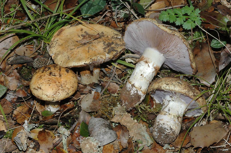 Cortinarius sp.
